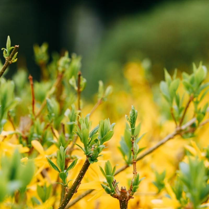 2 Lynwood Gold Forsythia Live Plant – 10 to 12 Inch Tall | Hardy Outdoor Flowering Shrub | Vibrant Yellow Spring Blooms | Fast-Growing Ornamental Hedge or Border Plant