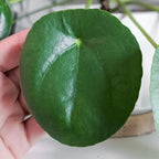 Pilea Peperomioides Live House Plant in 4'' Inch Pot | Chinese Money Plant Live for Planting| Compact Indoor Plant for Modern Home & Office Settings | Real Plants for Easy Indoor Gardening