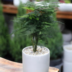 Asparagus Fern Live Plants in 4’’ Inch Pot | Soft Feathery Asparagus Setaceus | Easy-Care Indoor Houseplant for Home & Office Décor