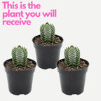 3 Live Succulent Crassula, Buddha's Temple Succulent in 2 Inch Pot, Low Maintenance, Thrives in Home & Office, Perfect for Plant Enthusiasts