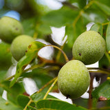 2 Black Walnut Tree, 12-18 Inch Tall in 4 Inch Pot, Juglans Nigra Native Hardwood Tree, Edible Nut Bearing Shrub for Backyard and Timber