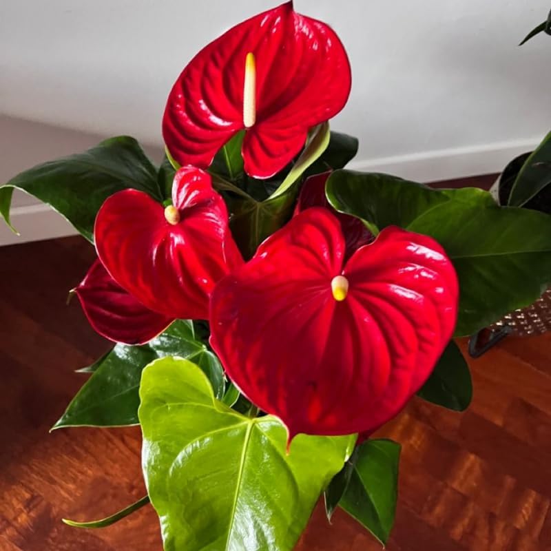 Anthurium Live Plant - Red Anthurium, Aturios Planta Viva in 4 Inch Pot, Air Purifying Flowering Indoor Houseplant, Home, Room, or Office Décor, Easy to Grow