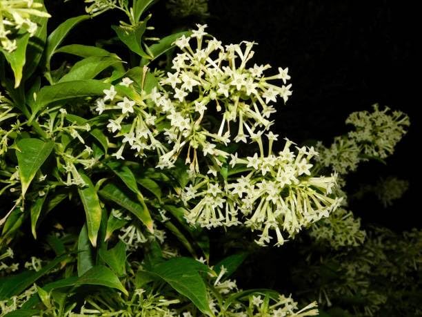 Belle of India Jasmine Plant Live | Size 4 to 5 Inch Tall | Housewarming Friendship Gifts for Women Best Friend Presents for Mom Birthday Gift for New Home