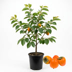 (No Ship to CA,HI,AK) Hachiya Persimmon Tree Live Plant, 3 Gallon Pot, High-Vigor Cold-Hardy Tree for Home Landscapes, Deciduous Shade Tree