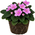 Pink African Violets Live Plant, 4-8" Tall African Violet Plant, Low Maintenance, Striking Velvet Leaves with Charming Pastel Blooms, for Home Décor & Gift