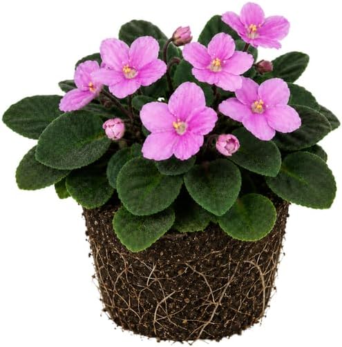 Pink African Violets Live Plant, 4-8" Tall African Violet Plant, Low Maintenance, Striking Velvet Leaves with Charming Pastel Blooms, for Home Décor & Gift