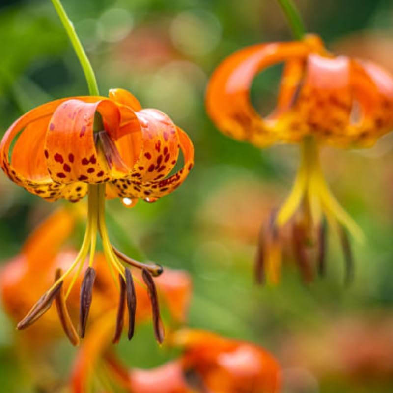 10 Tiger Lily Bulbs, Well-Rooted Turk's Cap Lilium Superbum Bulbs, Vigorous Growth Habit with Showy Recurved Orange Flowers