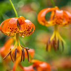 10 Tiger Lily Bulbs, Well-Rooted Turk's Cap Lilium Superbum Bulbs, Vigorous Growth Habit with Showy Recurved Orange Flowers