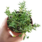 String of Dolphins Plant 4'' Inch Pot | Live Trailing Succulent Houseplant | String of Dolphins Plant Live for Shelves, Pots & Hanging Planters