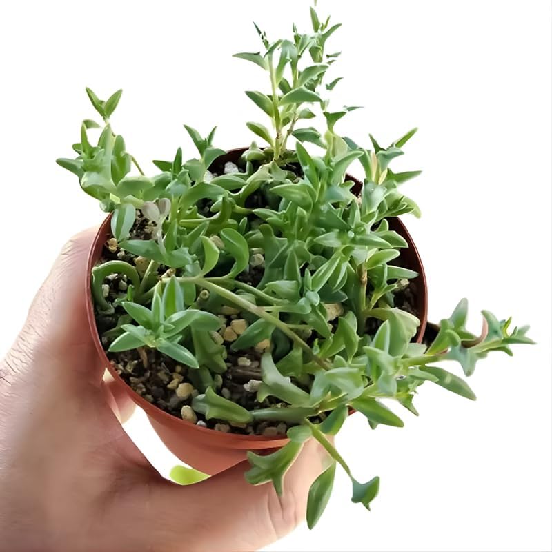 String of Dolphins Plant 4'' Inch Pot | Live Trailing Succulent Houseplant | String of Dolphins Plant Live for Shelves, Pots & Hanging Planters