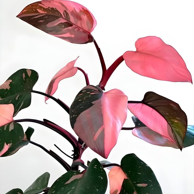 Philodendron Pink Princess Plants | Pink Princess Plant Live Houseplant in Self-Watering 4” Inch Pot | Easy-Care Indoor Plant for Shelves, Desks & Modern Spaces