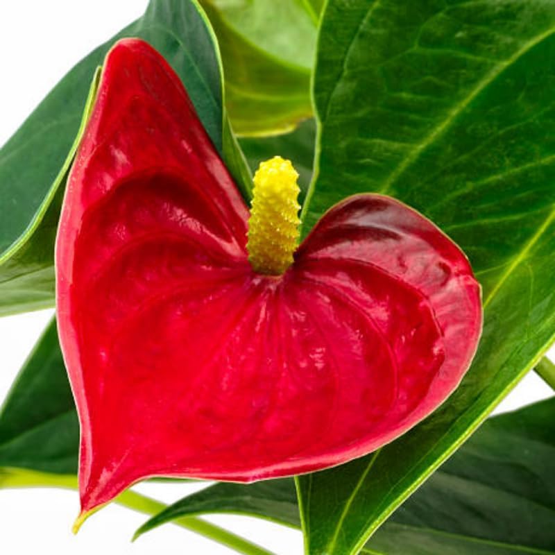 Anthurium Live Plant - Red Anthurium, Aturios Planta Viva in 4 Inch Pot, Air Purifying Flowering Indoor Houseplant, Home, Room, or Office Décor, Easy to Grow