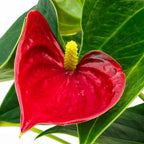 Anthurium Live Plant - Red Anthurium, Aturios Planta Viva in 4 Inch Pot, Air Purifying Flowering Indoor Houseplant, Home, Room, or Office Décor, Easy to Grow