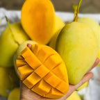 Carrie Mango Tree Live Plant | Fruit Tree 2.5–3 Ft Tall for Planting| Premium Tropical Mango Plant for Patio Containers, Yard Planting & Garden Landscapes | No Ship CA, HI, AK