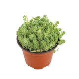 Sedum Dasyphyllum Major Succulent Plant, 4 Inch Pot Sedum Plant Live, Fully Rooted, Drought-Tolerant, Low Maintenance Indoor Houseplant, Ideal for Home & Office Décor & Gifts
