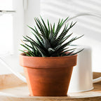 Haworthia Succulent Plant, Zebra Cactus Succulent, 2" Pot, Easy Care Indoor Greenery, Unique Striped Foliage for Home and Office Décor