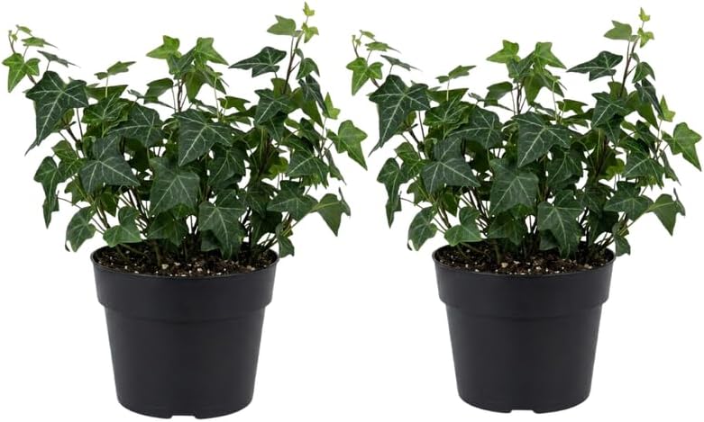 2 Baltic English Ivy Live Plant with Pots, Easy-Care Climbing Vines Live Plants, Ideal for Ground Cover, Hanging Baskets & Indoor Décor