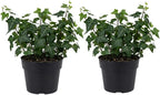 2 Baltic English Ivy Live Plant with Pots, Easy-Care Climbing Vines Live Plants, Ideal for Ground Cover, Hanging Baskets & Indoor Décor