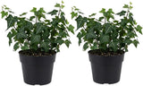 2 Baltic English Ivy Live Plant with Pots, Easy-Care Climbing Vines Live Plants, Ideal for Ground Cover, Hanging Baskets & Indoor Décor