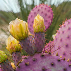 Purple Prickly Pear Cactus Live Plant in 3 Inch Potted | Hardy Desert Cactus for Indoor Display, Outdoor Gardens, Xeriscaping, Borders & Containers