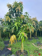 Valencia Pride Mango Trees Live Plants | 2.5–3 Ft Tropical Mango Variety | Fresh, Juicy Mango Fruit Tree for Yard & Patio | No Ship to CA,HI,AK