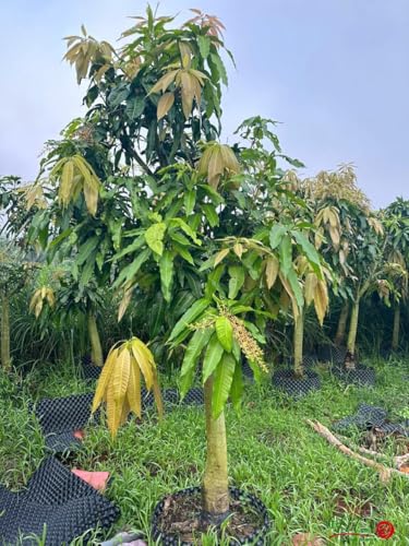 Valencia Pride Mango Trees Live Plants | 2.5–3 Ft Tropical Mango Variety | Fresh, Juicy Mango Fruit Tree for Yard & Patio | No Ship to CA,HI,AK