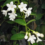 Bridal Wreath Jasmine Jasmine Plant Live in 4 Inch Pot | Live Jasmine Plant | Jasmin Plant for Indoor | Easy Care Flowering Plant for Home & Office Decor