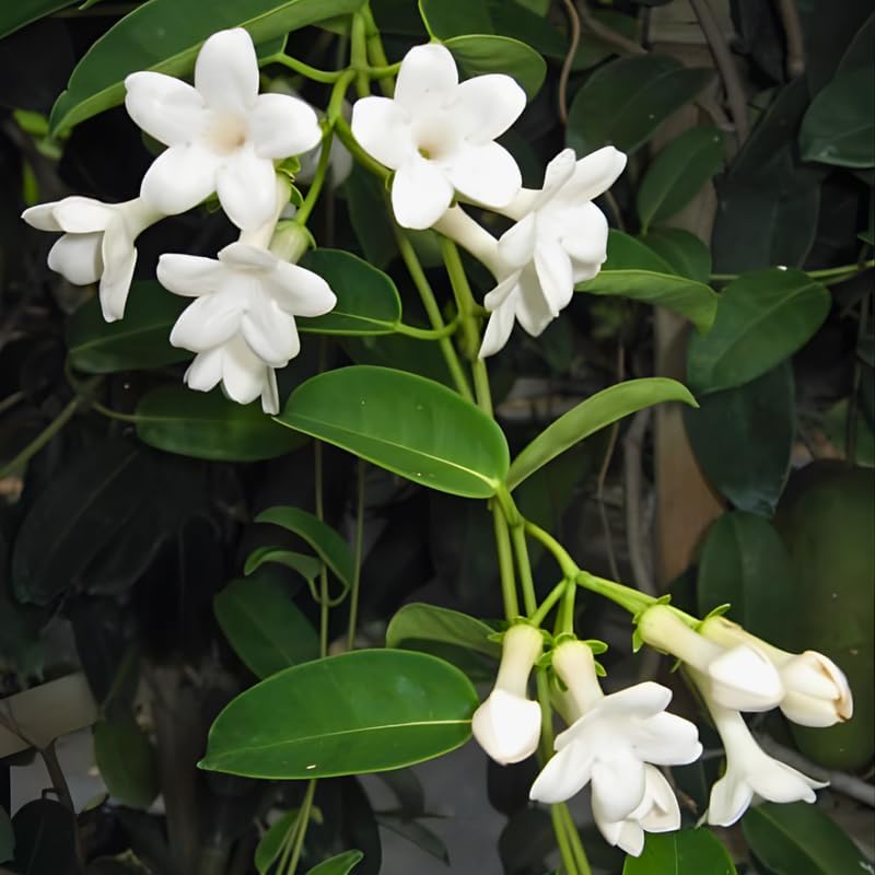 Bridal Wreath Jasmine Jasmine Plant Live in 4 Inch Pot | Live Jasmine Plant | Jasmin Plant for Indoor | Easy Care Flowering Plant for Home & Office Decor