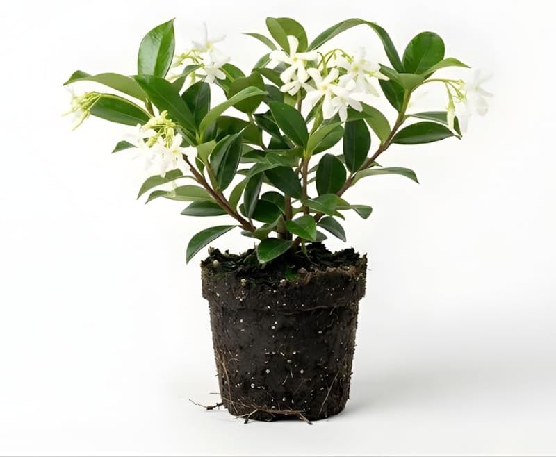 Confederate Jasmine Plant, Well-Rooted 8" Potted Climbing Vine, Low Maintenance Aromatic Evergreen for Sunny Patios