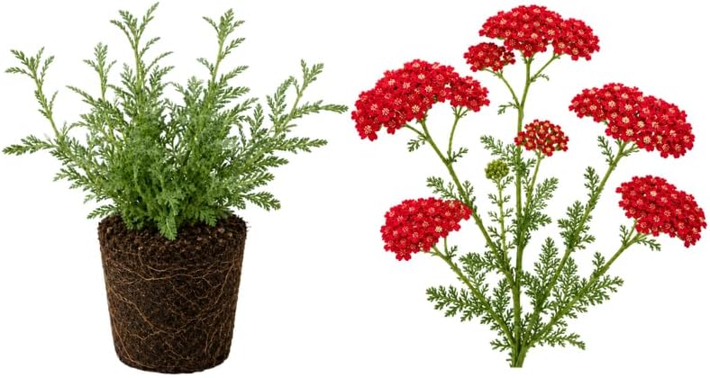 Red Yarrow Plants Live, Small Size Pot, Non GMO Yarrow Flowers, Easy Care, Hardy Perennial Flowering Plant for Backyard Landscape and Patio Pots