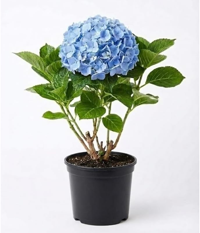 Nikko Blue Hydrangea Live Plant in 1 Gallon Pot | Mature Established Flowering Shrub | Ready to Plant Large Shrub for Landscape