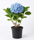 Nikko Blue Hydrangea Live Ornamental Shrub | 1 Gallon Pot | Cold-Hardy Bigleaf Hydrangea - Robust Well-Rooted Flowering Garden Tree