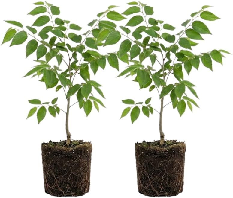 2 Hackberry Tree Live Plant, 12-24 Inch Tall, Well-Rooted Bare Root Starter, Hardy Deciduous Shade Tree for Backyard and Landscaping