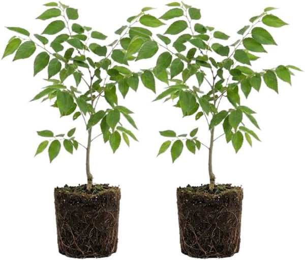 2 Hackberry Tree Live Plant, 12-24 Inch Tall, Well-Rooted Bare Root Starter, Hardy Deciduous Shade Tree for Backyard and Landscaping