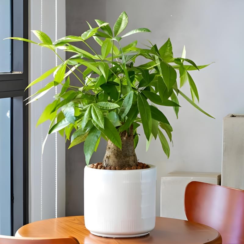 Money Tree, 4 Inch Pot Size, Potted Indoor Plant, Low Maintenance Decorative Tree for Bright Indirect Light