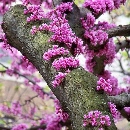 Redbud Tree Live Plant 6–12 Inch | Fast-Growing Spring-Blooming Ornamental Redbud | Low-Maintenance Starter Tree for Home Gardens, Patios & Outdoor Landscaping