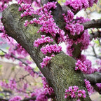 Redbud Tree Live Plant 6–12 Inch | Fast-Growing Spring-Blooming Ornamental Redbud | Low-Maintenance Starter Tree for Home Gardens, Patios & Outdoor Landscaping