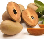 Sapodilla Alano Live Fruit Tree | 30-36 Inches Tall | Sweet Tropical Sapote | Easy to Grow | Great for Home Gardens & Warm Climates | No Ship to CA,HI,AK