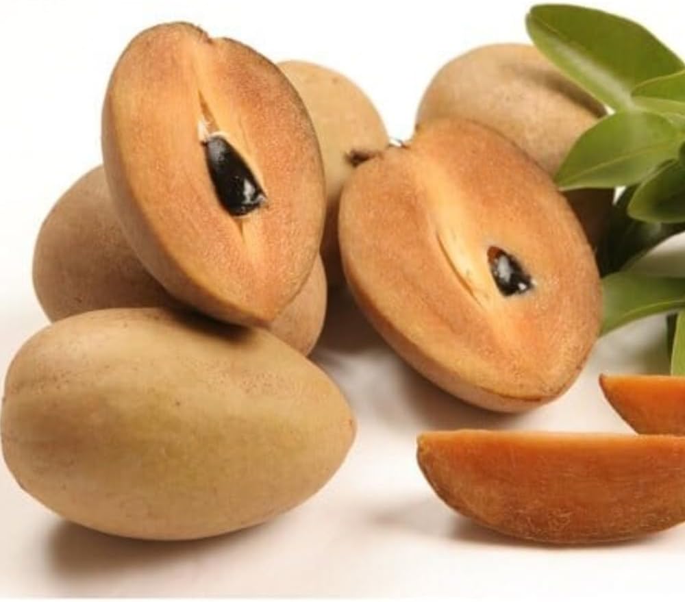 Sapodilla Alano Live Fruit Tree | 30-36 Inches Tall | Sweet Tropical Sapote | Easy to Grow | Great for Home Gardens & Warm Climates | No Ship to CA,HI,AK