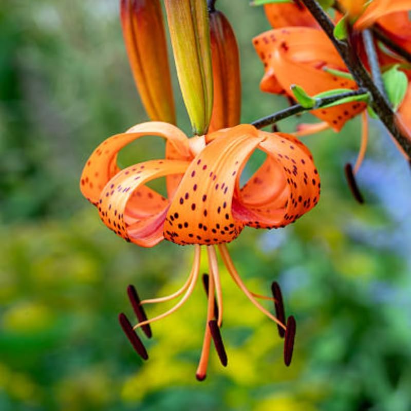 5 Tiger Lily Bulbs - Turk's Cap Lilium Superbum, Orange Flowering Perennial for Shady Garden Borders, Low Maintenance Native Flowering Perennial for Sun