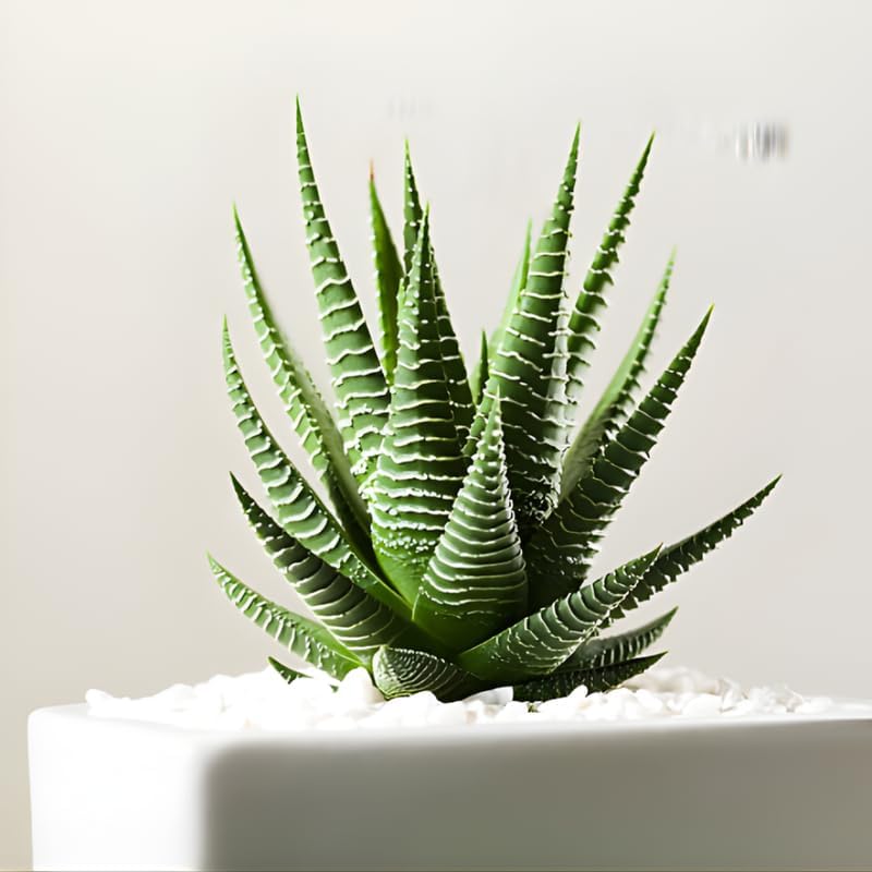 2 Haworthia Succulent Plant Live, Zebra Succulent Plant in 2 Inch Pot Size, Small Decorative Plant for Bright Indoor Areas