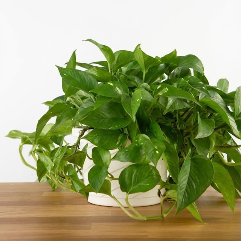 Golden Pothos Plant, 6 Inch Pot Size, Potted Green Ivy, Versatile Vine for Low Light Areas
