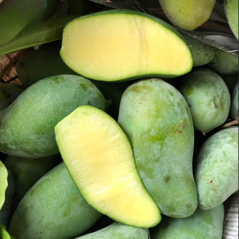 Live Mun Kun Si Mango Plant 2.5–3 Ft Tall | Vigorous Growing Mango Tree | Ideal for Home Garden & Outdoor Spaces | No Ship to CA, HI, AK