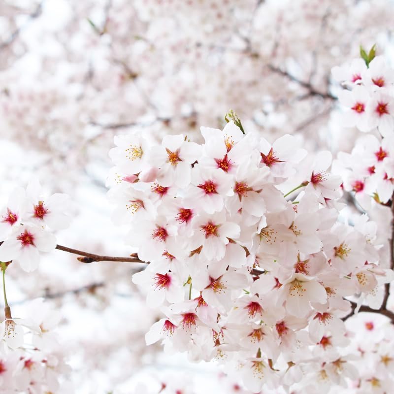 Yoshino Cherry Tree Live Plant, 6-12 Inch Tall Starter Plant, Japanese Cherry Blossom Tree, Easy Care Flowering Tree for Planting Outdoors