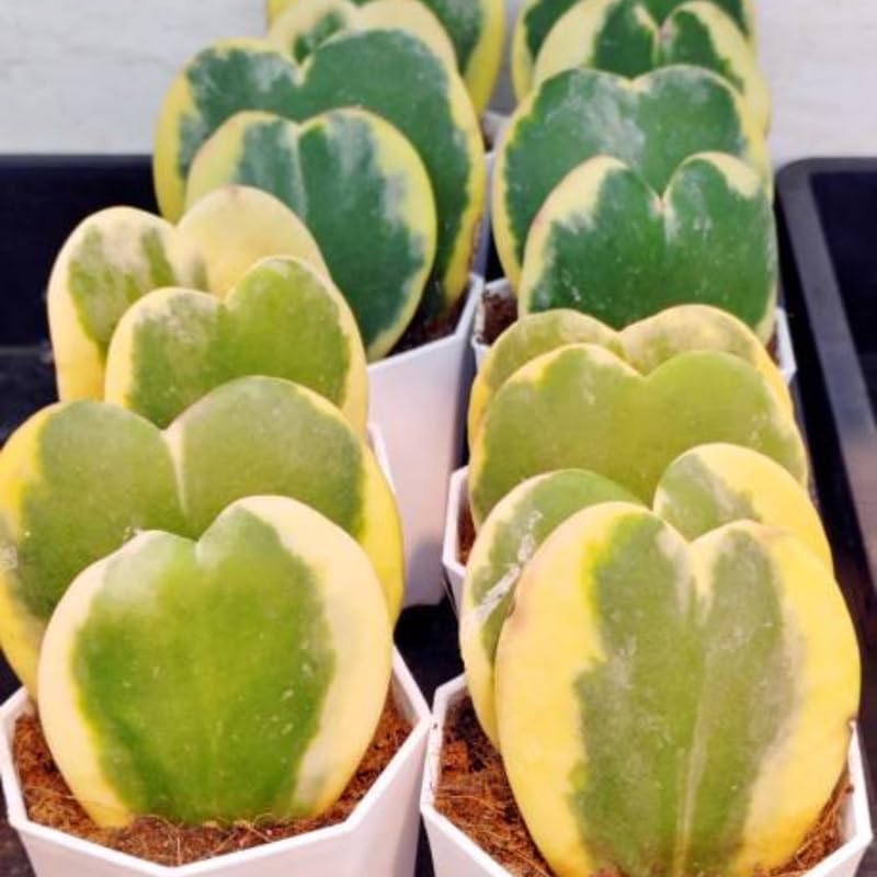Variegated Hoya Kerrii Heart Plant Live, 2 Inch Pot, Potted Heart-Shaped Succulent, Yellow and Green Indoor Plant for Desks and Gifts