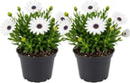 2 White African Daisy Plant in 3" Pot, Vibrant Blooming Plant, Hardy Potted Flower for Home Office and Balcony