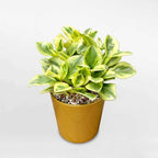 Baby Rubber Plant Live Indoor | Variegated Peperomia Obtusifolia Plant in 4'' Inch Pot | Low-Maintenance Peperomia Live Plant | Suitable for Home & Office Displays