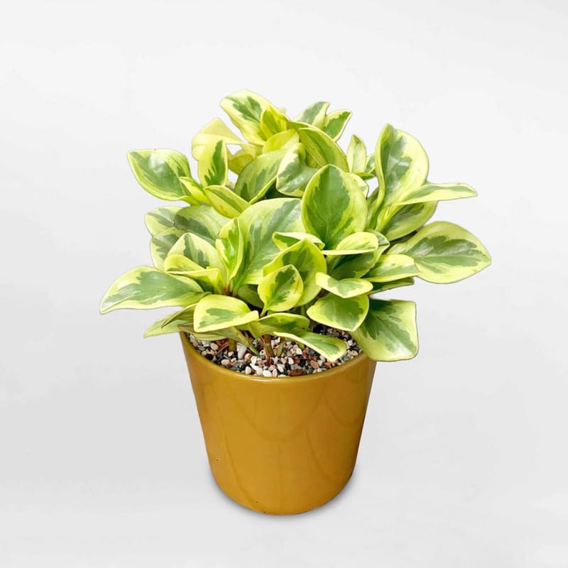 Baby Rubber Plant Live Indoor | Variegated Peperomia Obtusifolia Plant in 4'' Inch Pot | Low-Maintenance Peperomia Live Plant | Suitable for Home & Office Displays