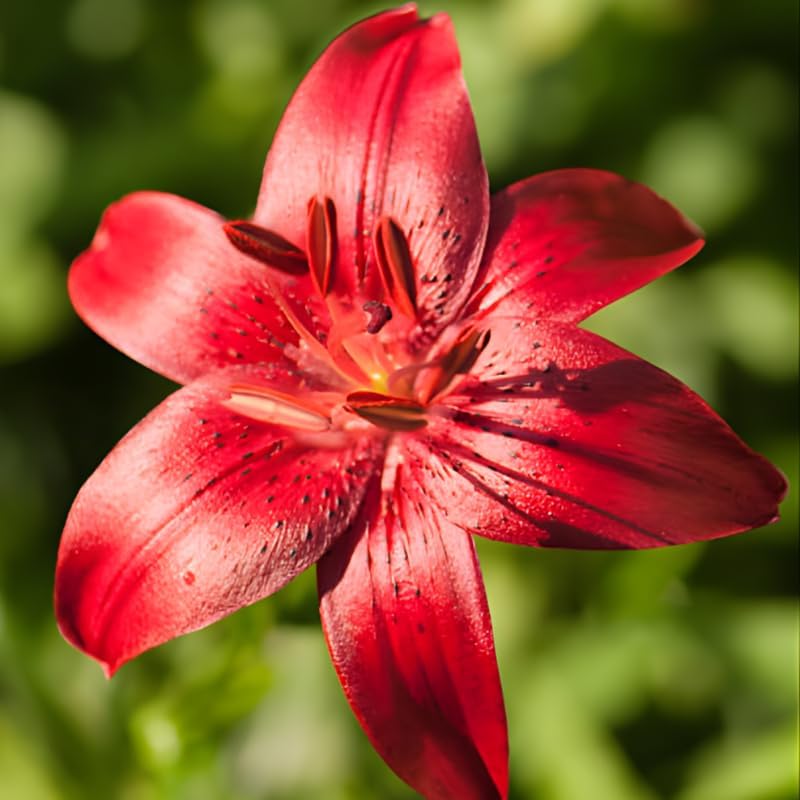 Yellow Asiatic Lily Bulbs, Set 8 Lilly Bulbs for Planting Outdoors, Well-Rooted Plant Starters, Vibrant Yellow Bloom Starters for Home Landscapes and Pots