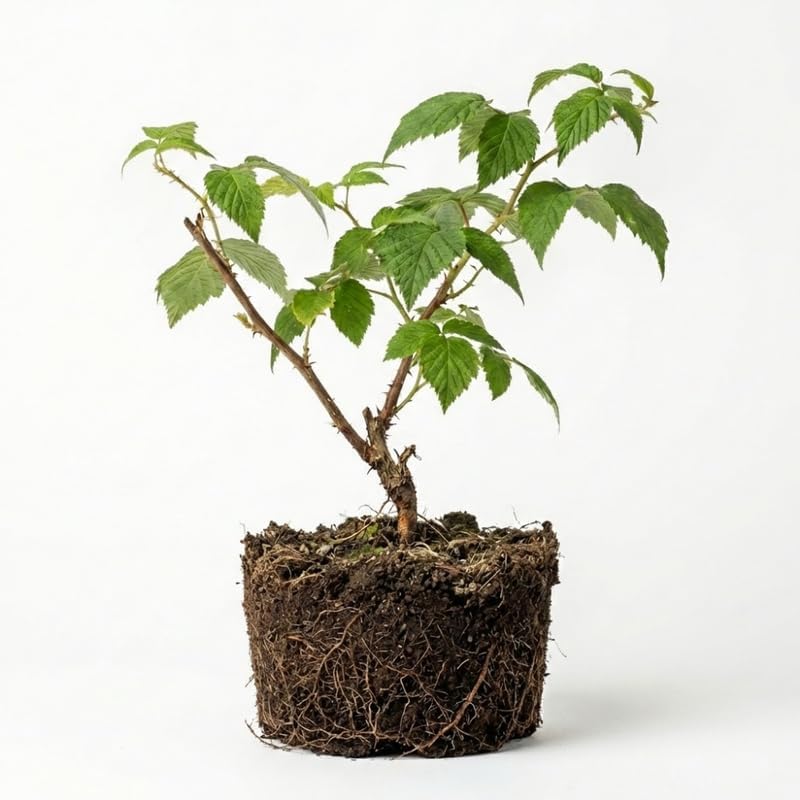 2 Red Raspberries Plants, 3 Inch Bare Root Seedling, Low Maintenance Fruit Bearing Shrub, Robust Well-Rooted Starter Shrub